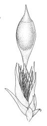 Leptodon smithii, perichaetium with capsule. Drawn from A.J. Fife 8699, CHR 460815, and K.W. Allison 1438, CHR 611386.
 Image: R.C. Wagstaff © Landcare Research 2015 